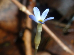 Voyria tenella