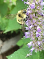 Bombus vagans