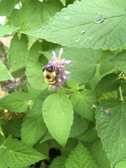 Bombus vagans