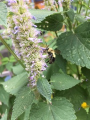 Bombus vagans