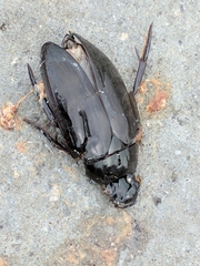 Hydrophilus