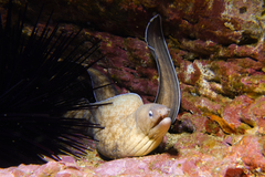 Gymnothorax nubilus