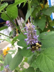 Bombus vagans