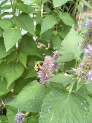 Bombus vagans