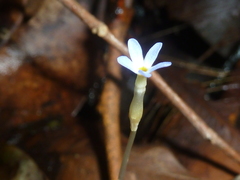 Voyria tenella