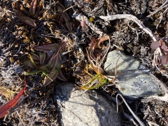 Armeria maritima maritima