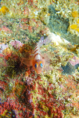 Notoclinops segmentatus