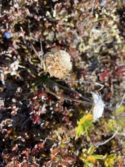 Armeria maritima maritima
