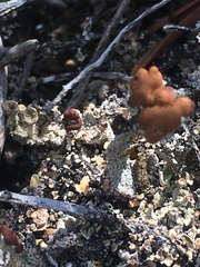 Cladonia parasitica