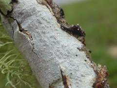 Acanthothecis