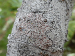Arthonia cinnabarina