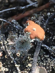 Cladonia parasitica