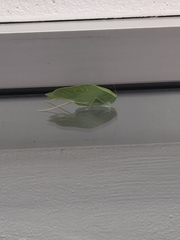 Microcentrum rhombifolium