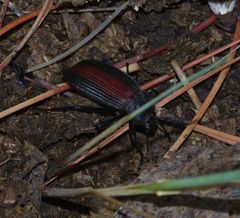 Eleodes suturalis