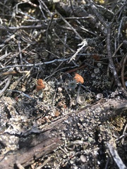 Cladonia parasitica