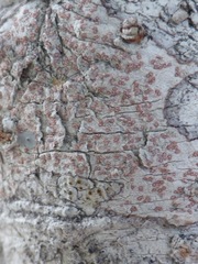 Arthonia cinnabarina
