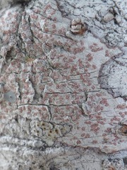 Arthonia cinnabarina