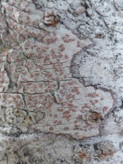 Arthonia cinnabarina