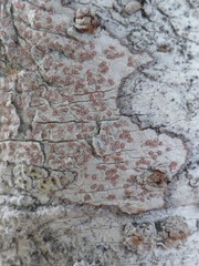 Arthonia cinnabarina