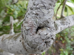 Arthonia cinnabarina