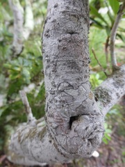 Arthonia cinnabarina