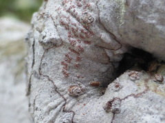 Arthonia cinnabarina