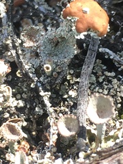 Cladonia parasitica