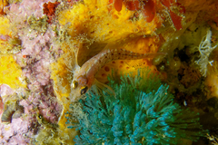 Notoclinops yaldwyni