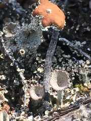 Cladonia parasitica