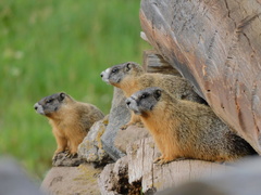 Yellow-Bellied Marmot photo 3