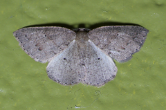 Drepanulatrix secundaria