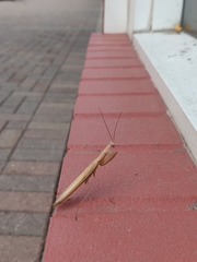 Mantis religiosa