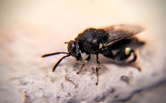 Brachymeria