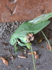 Microcentrum rhombifolium