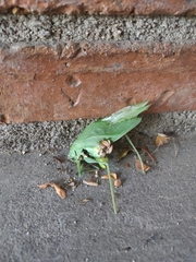 Microcentrum rhombifolium