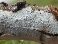 Acanthothecis