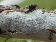 Acanthothecis