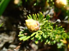 Adenanthos