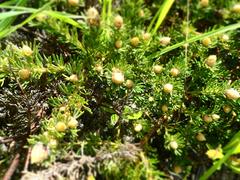 Adenanthos