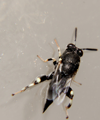 Brachymeria