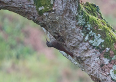 Lepidocolaptes souleyetii