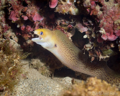 Gymnothorax melatremus