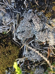 Bryoplaca sinapisperma