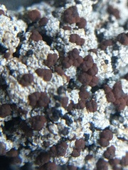 Bryoplaca sinapisperma