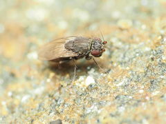 Rachispoda spuleri