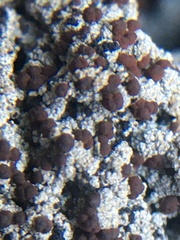 Bryoplaca sinapisperma