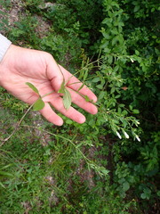 Spigelia texana