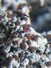 Bryoplaca sinapisperma