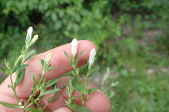 Spigelia texana