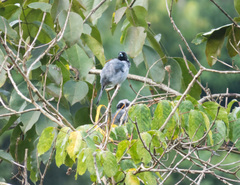Schistochlamys melanopis